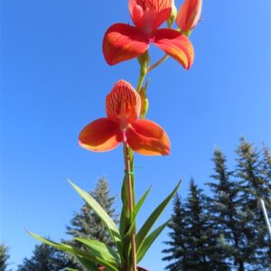 Orchidee Disa Hybride