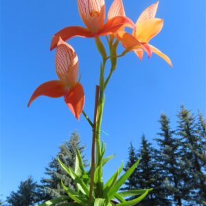 Orchidee Disa Hybride