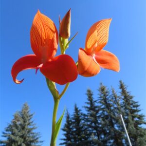 Orchidee Disa Hybride