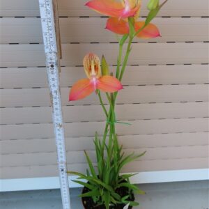 Orchidee Disa Hybride