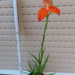 Orchidee Disa Hybride