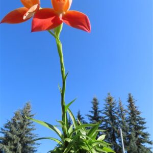 Orchidee Disa Hybride