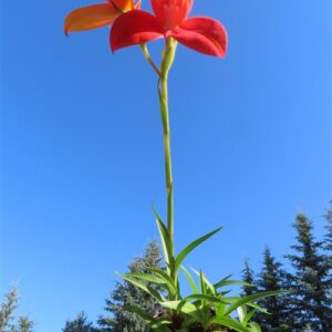 Orchidee Disa Hybride