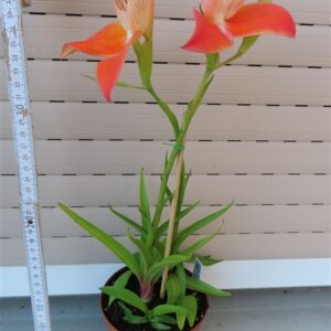 Orchidee Disa Hybride
