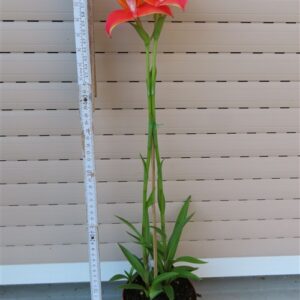 Orchidee Disa Hybride