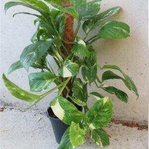 Monstera lechleriana variegata