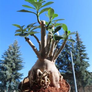 Adenium arabicum