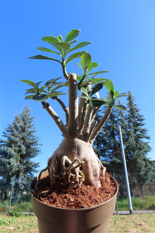 Adenium arabicum