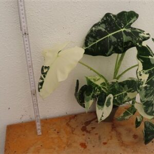 Alocasia frydek variegata