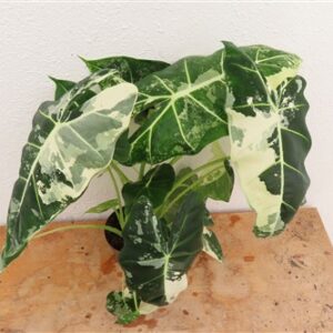 Alocasia frydek variegata
