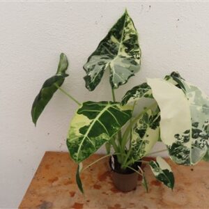 Alocasia frydek variegata