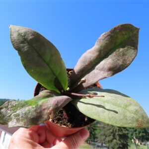 Hoya Mitrata silver