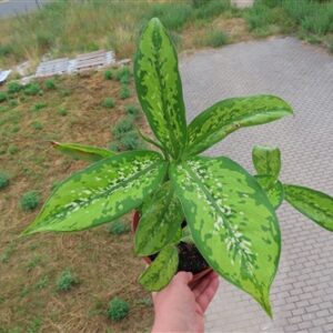 Dieffenbachia Krokodil