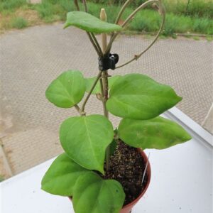 Hoya chuniana