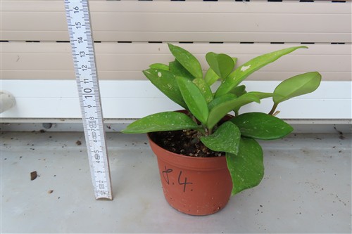 Hoya allg. – Bild 2