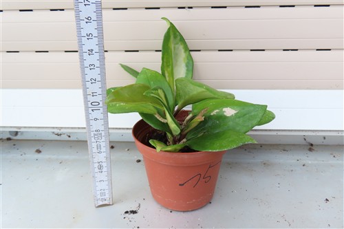 Hoya allg. – Bild 2