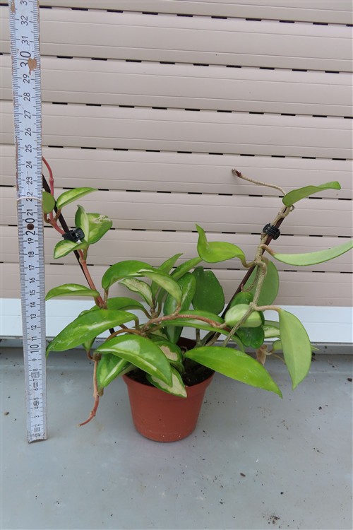 Hoya allg. – Bild 2