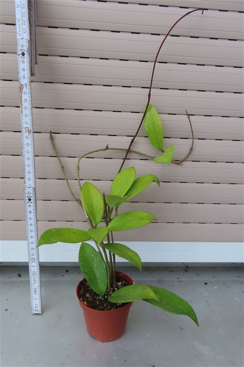 Hoya allg. – Bild 2