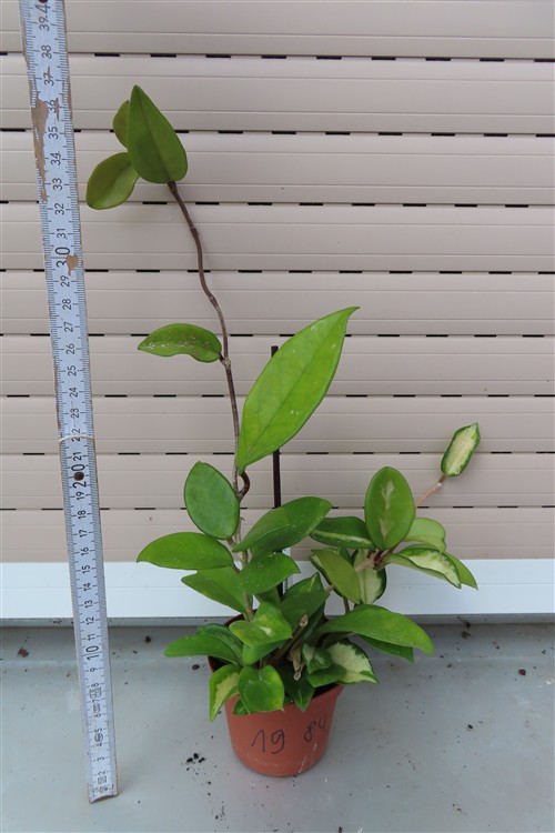 Hoya allg. – Bild 2