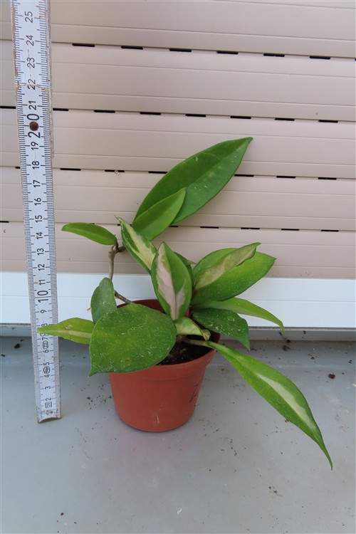 Hoya allg. – Bild 2