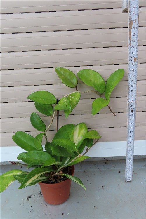 Hoya allg. – Bild 2