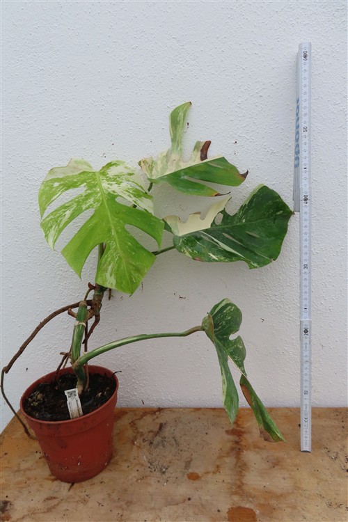 Monstera Delicosa variegata – Bild 4