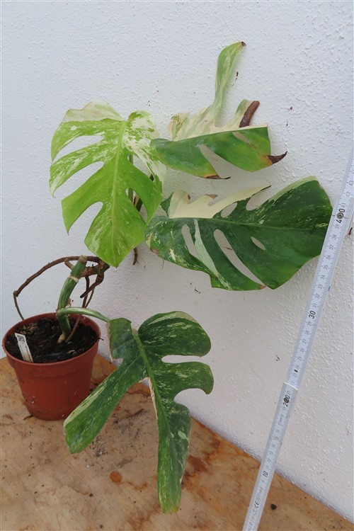 Monstera Delicosa variegata – Bild 3