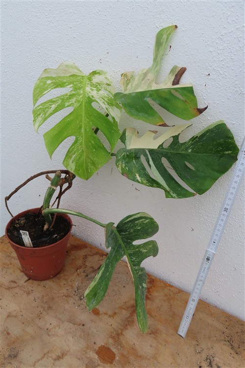 Monstera Delicosa variegata – Bild 2