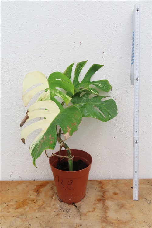 Monstera Delicosa variegata – Bild 4