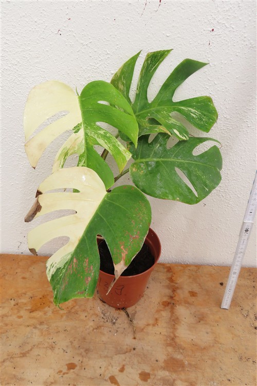 Monstera Delicosa variegata – Bild 3