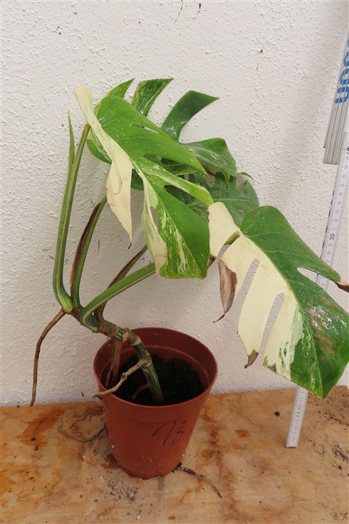 Monstera Delicosa variegata – Bild 2