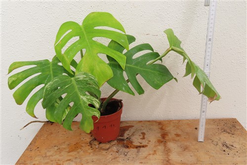 Monstera Delicosa variegata – Bild 3
