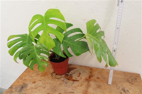Monstera Delicosa variegata – Bild 2