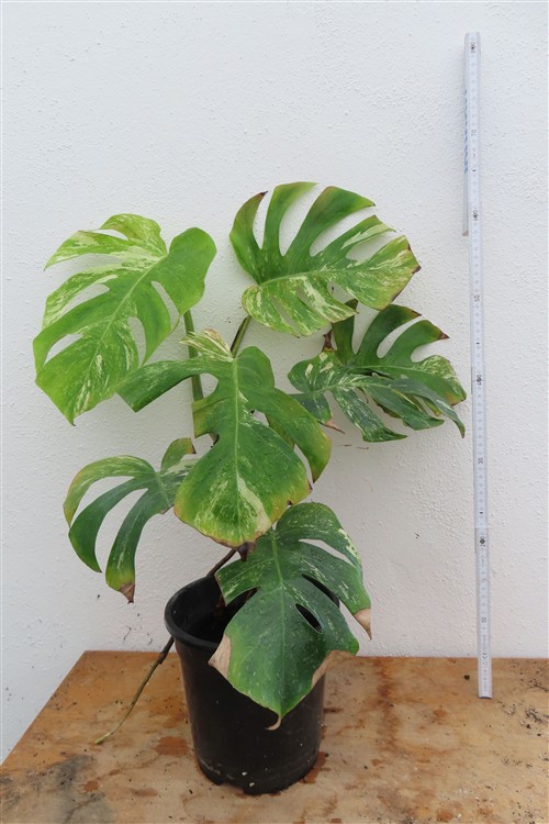 Monstera Delicosa variegata – Bild 3