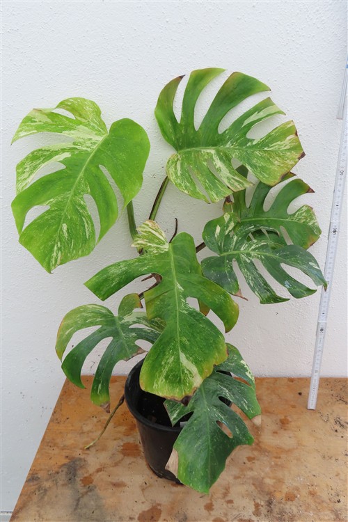 Monstera Delicosa variegata – Bild 2