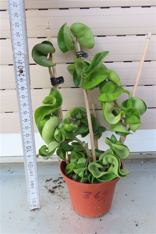 Hoya carnosa compacta krinkle – Bild 2