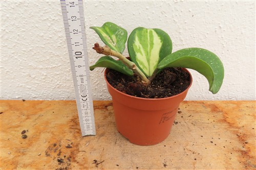 Hoya obovata variegata – Bild 2