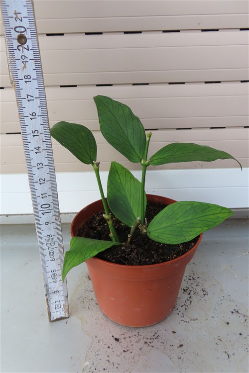 Hoya polyneura – Bild 2