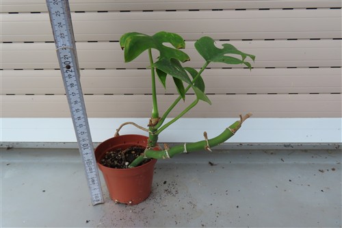Rhaphidophora tetrasperma – Bild 2