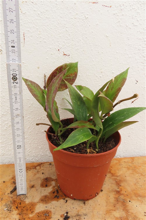 Hoya Sunrise – Bild 3