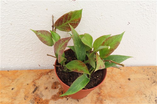 Hoya Sunrise – Bild 2