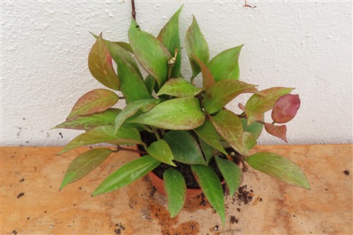 Hoya Sunrise – Bild 2