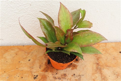 Hoya Sunrise – Bild 3