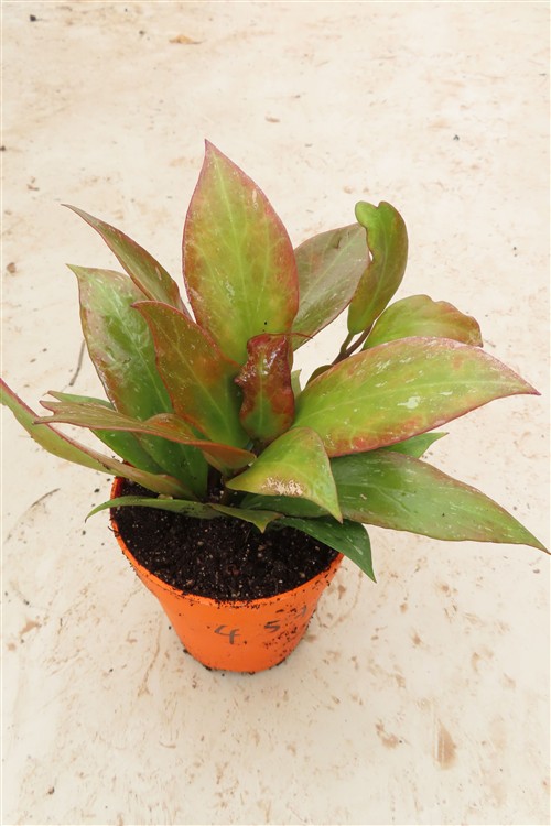 Hoya Sunrise – Bild 2