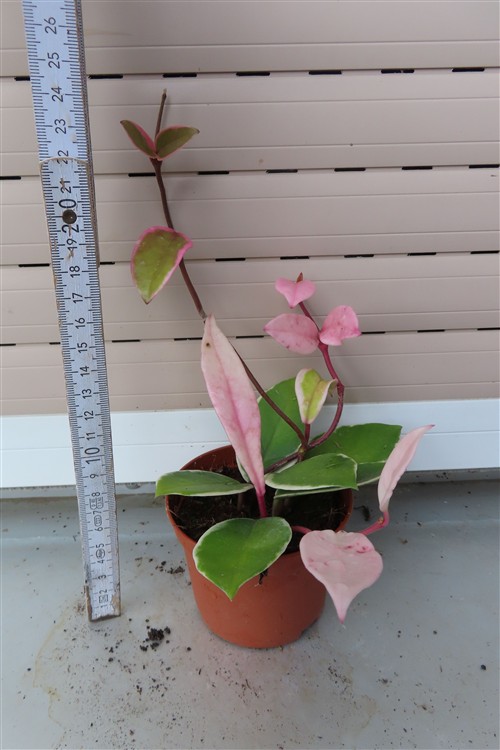 Hoya carnosa Flamingo Dream – Bild 2