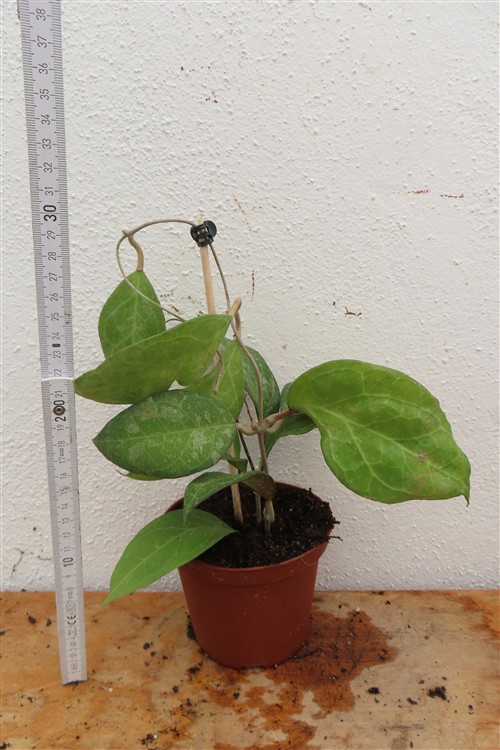 Hoya verticillata Wayang Splash – Bild 3