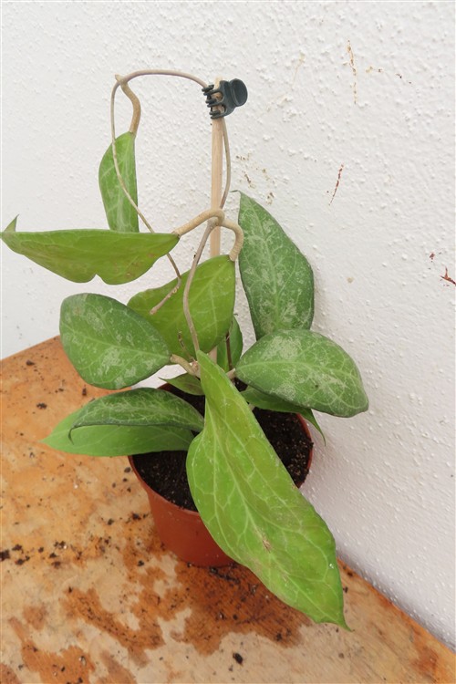 Hoya verticillata Wayang Splash – Bild 2