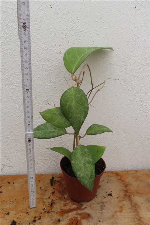 Hoya verticillata Wayang Splash – Bild 2