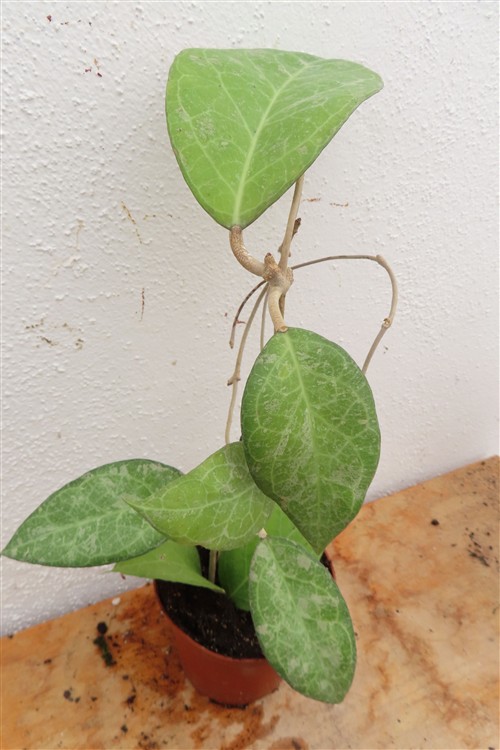 Hoya verticillata Wayang Splash – Bild 3