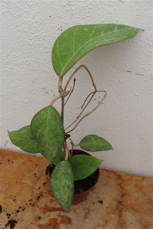 Hoya verticillata Wayang Splash – Bild 4